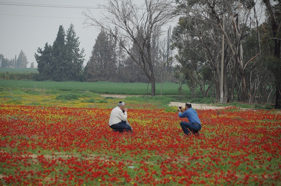 כלניות ביער שוקדה בנגב המערבי - דרום אדום