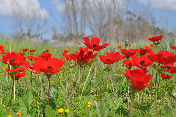 כלניות ביער תלמים בנגב המערבי - דרום אדום