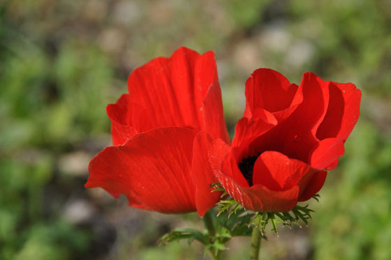 כלניות בפריחה תחת תל ירמות (צומת עציונה) בעמק האלה - השפלה