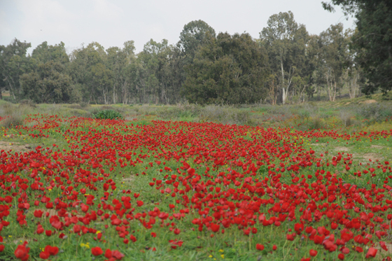 כלניות ביער בארי ובנחל סחף בנגב המערבי - דרום אדום