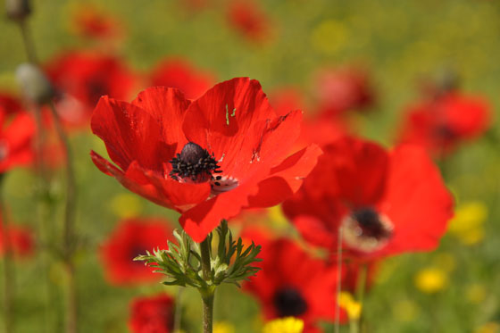 כלניות בפריחה סמוך לצומת עציונה - עמק האלה, השפלה