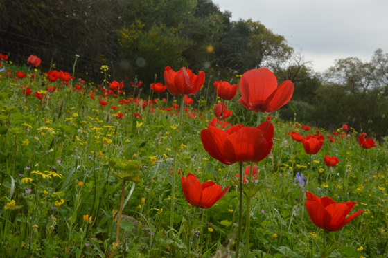 כלניות פורחות ביער בית קשת - הגליל התחתון