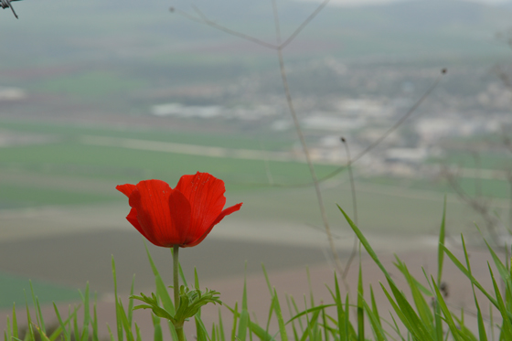 כלנית בפריחה בעמק הנעלם בגלבוע
