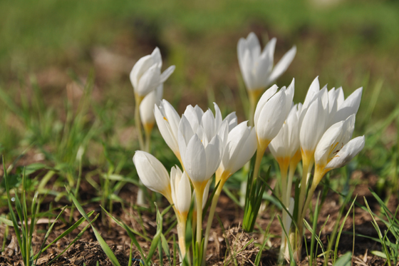 פריחת כרכומים באחו דלתון ברמת דלתון