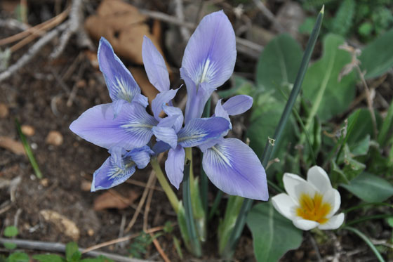 איריס הסרגל וכרכום בהר שוקף