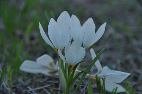 כרכומי גיארדו ביער כוכב יאיר