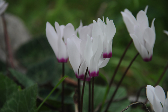 רקפות פורחות ביער בית קשת - הגליל התחתון