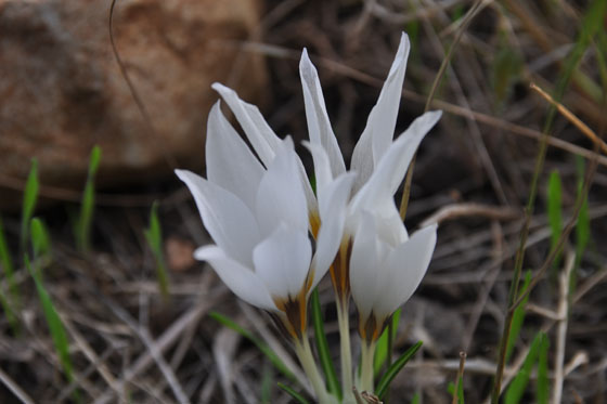 כרכומים בהר הרוח