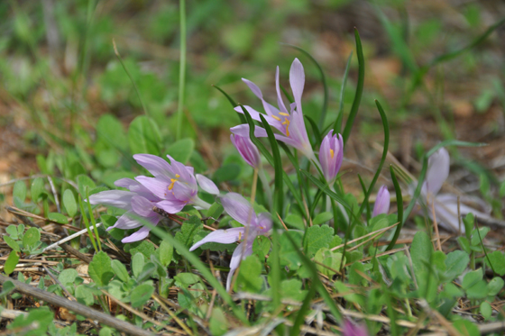 מבדד נטופה - סתווניות