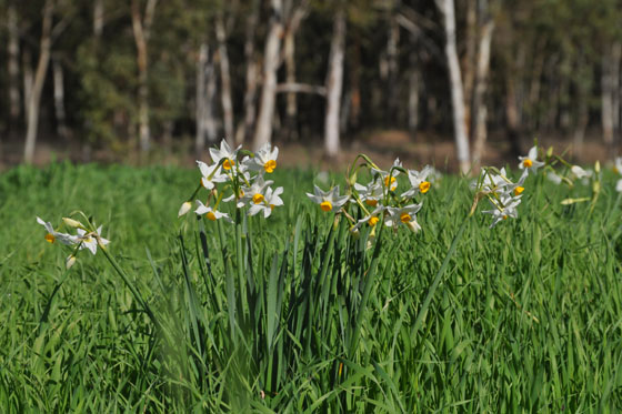 נחל אלכסנדר נרקיסים