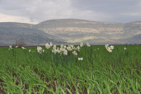 בקעת בשדות בית נטופה נרקיסים