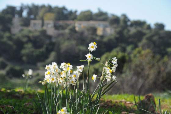 בית אורן פריחת נרקיסים