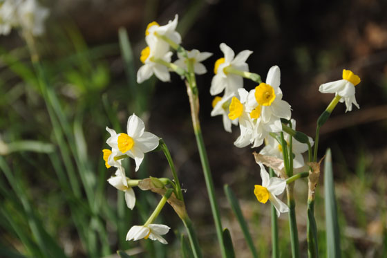 פריחת נרקיסים בחניון רקית בכרמל