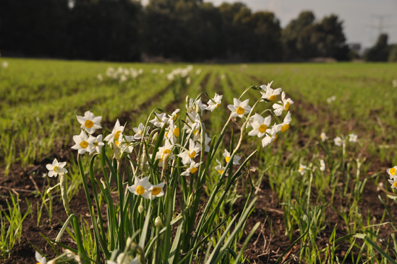 כפר הבפטיסטים נרקיסים