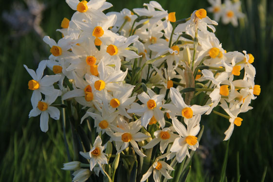 זר נרקיסים באחו נוב