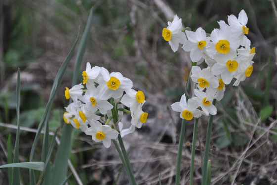 נרקיסים פורחים בשמורת נחל מערות