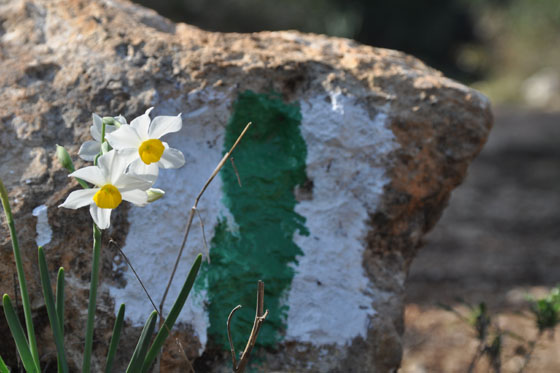 נרקיסים בשלוחת איילה בכרמל