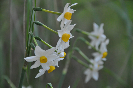 פריחת נרקיסים ביער המגינים