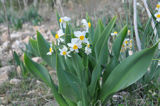 פריחת נרקיסים בין עלי חצבים בפארק קנדה