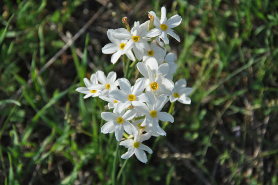 נרקיסים סתווים במעגן מיכאל