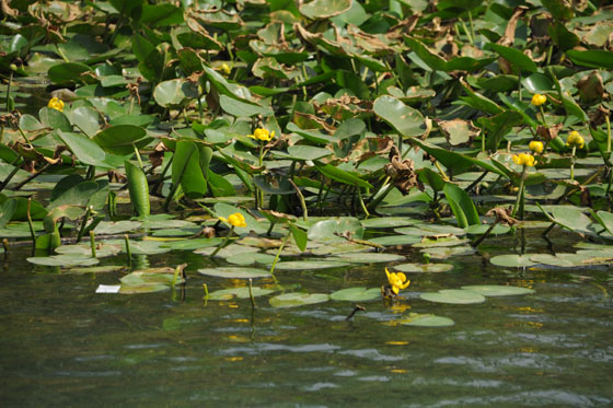 פרחי נופר צהוב בריכת הנופרים במקורות הירקון