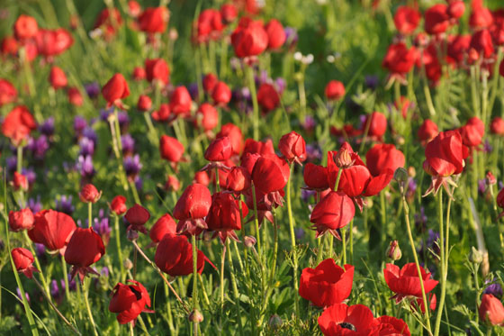 נוריות בפריחה בבתרונות בקעת הירדן
