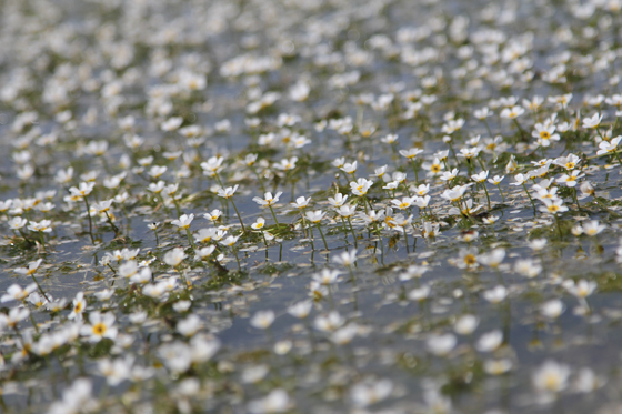נוריות המים בפריחה בשלולית החורף ברמת דלתון - הגליל העליון