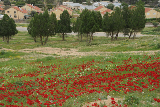 שדה נוריות בגבעת סלעית, סמוך למחולה - בקעת הירדן
