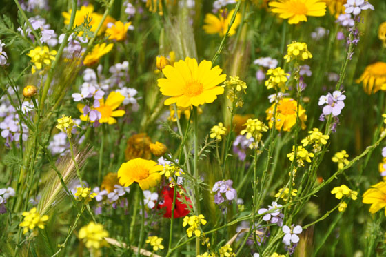 נחל פרת פריחה חרציות באביב | איך מגיעים, מפה, חניון
