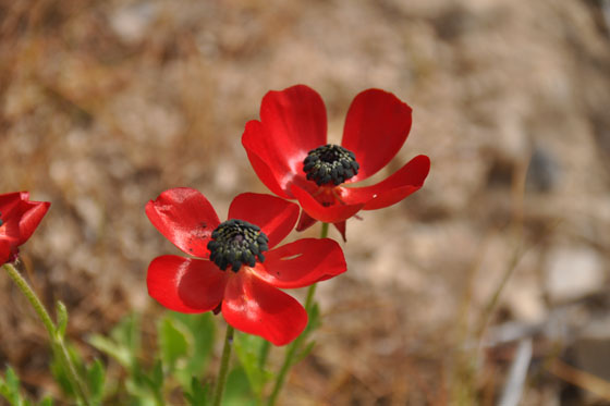 נחל פרת פריחה נוריות ואדי קלט | מסלול במדבר יהודה