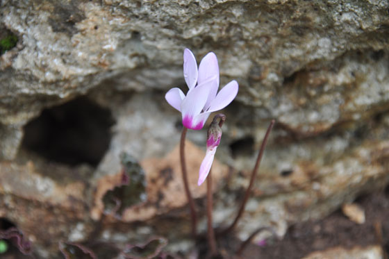 רקפות בפריחה ברכס אצבע בכרמל