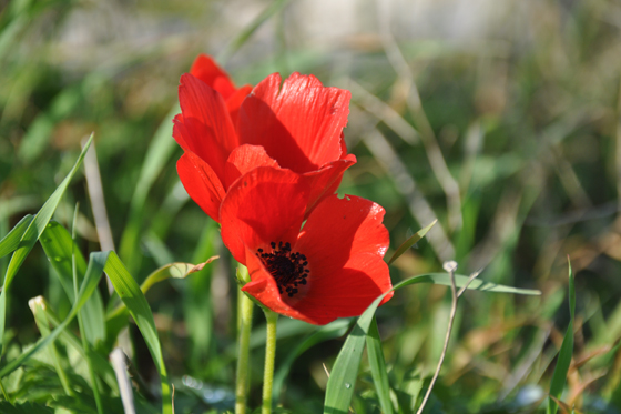 כלניות בפריחה בשמורת הבונים - מישור החוף