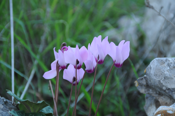 רקפות בפריחה בדרך נוף גלבוע