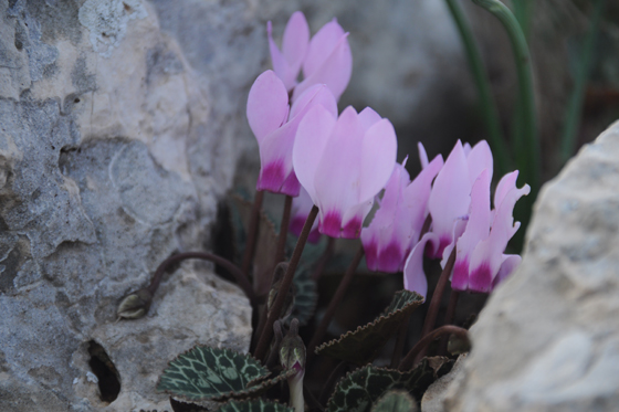 רקפות בפריחה בין הסלעים בשיפולי הגלבוע