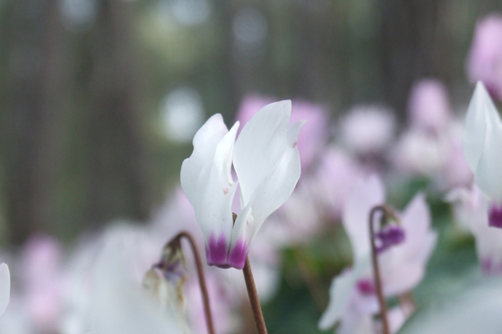 רקפות פורחות במדרון ביער הרקפות, גלעד - רמות מנשה