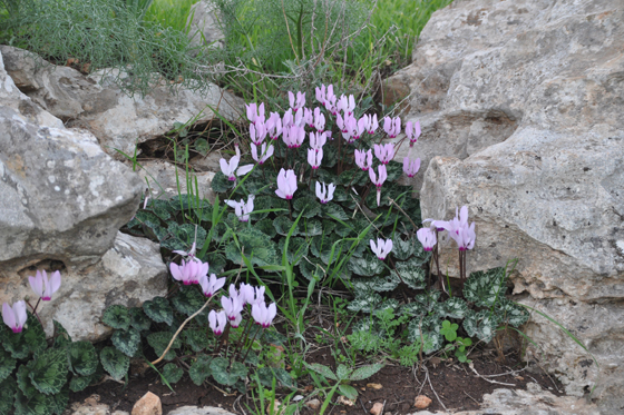 רקפות בפריחה בתצפית הר אבינדב בגלבוע
