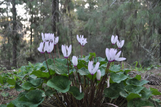 רקפות בפריחה ביער בן שמן , סמוך לקברות המכבים - השפלה