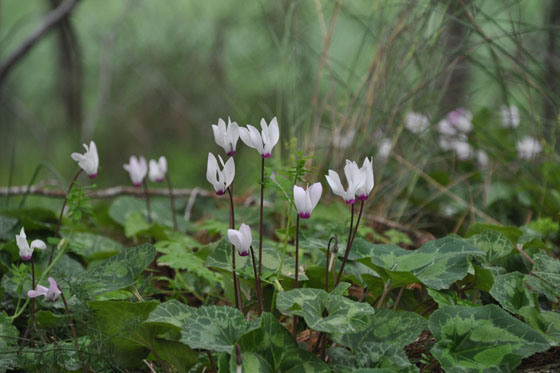 רקפות בפריחה ביער בן שמן, סמוך למצפה מודיעים - השפלה