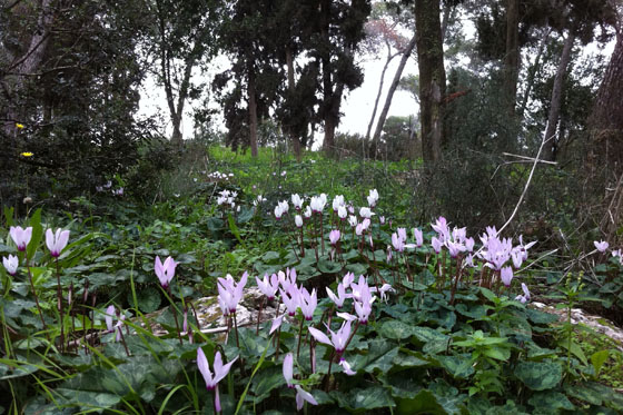 רקפות פורחות תחת החורש ביער שריד - עמק יזרעאל