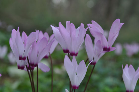 רקפות פורחות ביער חורשים - השרון