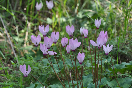 רקפות בפריחה בחלקו העליון של יער חורשים - השרון