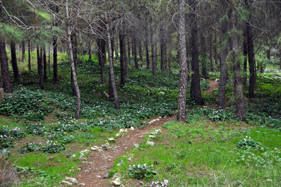 פריחת הרקפות ביער כוכב יאיר - השרון