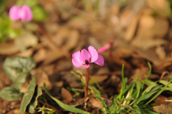 רקפת יוונית בפריחה בג׳ובה הגדולה ביער אודם - צפון רמת הגולן