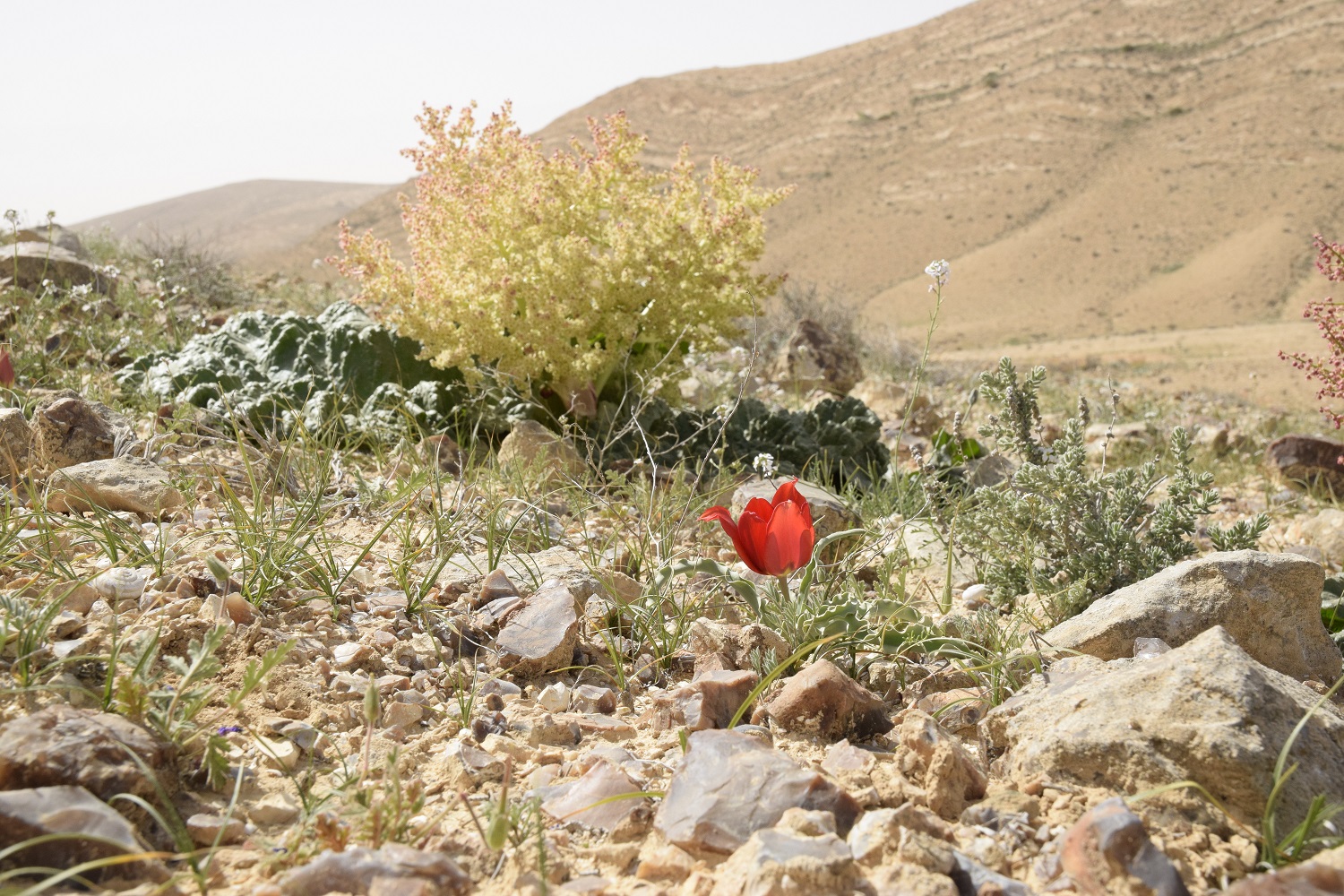שיחי ריבס וצבעוני המדבר בפריחה במדרונות לאורך נחל ערוד - הר הנגב