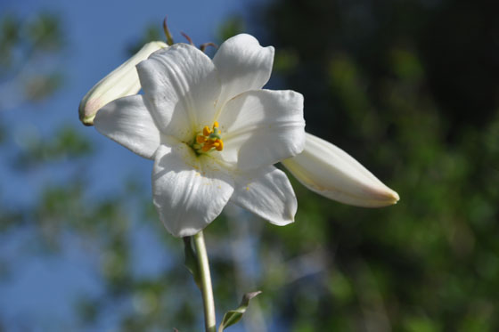 שושן צחור בנחל כלח - כרמל