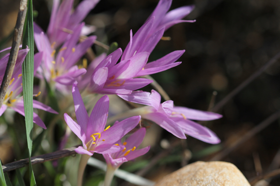 סתווניות היורה במערת קשת בגליל המערבי