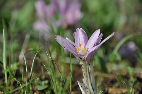 סתווניות היורה בחורשת הארבעים בכרמל