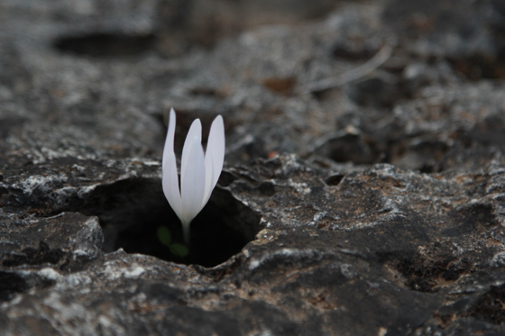 סתוונית בכירה בין הסלעים בקרן ברתות