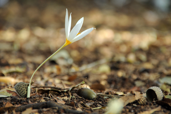 פריחת כרכומים צהובים במערת פער