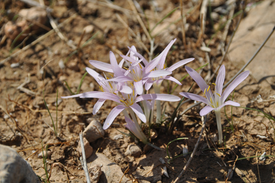 שמורת פורה סתווניות היורה